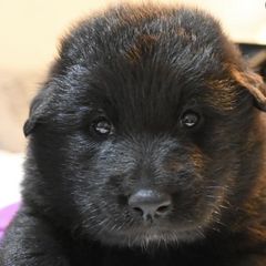 Belgian Sheepdogs and Belgian Tervuren from Gina's Belgians