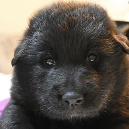 Belgian Sheepdogs and Belgian Tervuren from Gina's Belgians
