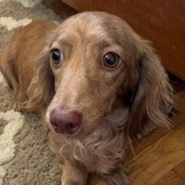 Dachshunds from Midessa Dachshund