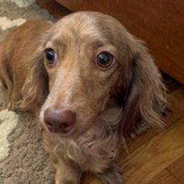 Dachshunds from Midessa Dachshund