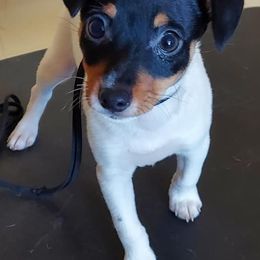 Toy Fox Terriers from Sirius Toy Fox Terriers