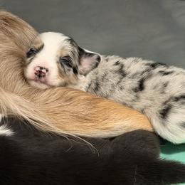 Beau - Blue merle male Border Collie puppy in Seguin, Texas from Geronimo Creek Border Collies