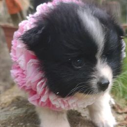 Pomeranians from Felishan Farm's