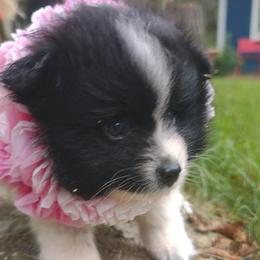 Pomeranians from Felishan Farm's