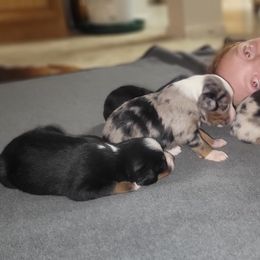 Australian Shepherd Puppies from Rustic Roots Australian Shepherds