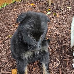 Boy 4 - Bi-color male German Shepherd puppy in Leon, West Virginia from Heart2Heart Kennels