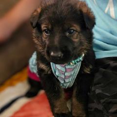 German Shepherd puppies from Brown PND German Shepherds