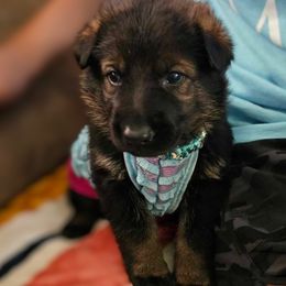 German Shepherd puppies from Brown PND German Shepherds
