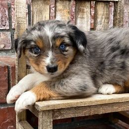 Australian Shepherd, Miniature Australian Shepherd, and Toy Australian Shepherd Puppies from Osborne's Aussies