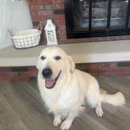 Pearl - Golden Retriever