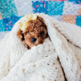 Yellow - Red  female Poodle puppy in Las Vegas, Nevada from Vegas Toy Poodles