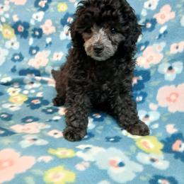Lyka - Silver female Poodle puppy in Blanch, North Carolina from Faithful Hearts Kennel