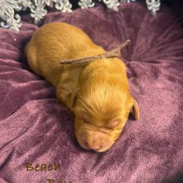 Beach - Red  male Goldendoodle puppy in Rockville, Minnesota from Bracha Poodles & Doodles
