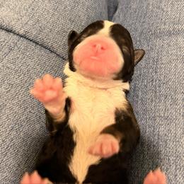 Female 3 - Tri-color female Bernedoodle puppy in Laurens, Virginia from Pine Brook Pups