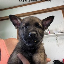Light Green - German Shepherd puppy in Bonne Terre, Missouri from Skaggs Shepherds
