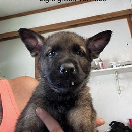 Light Green - German Shepherd puppy in Bonne Terre, Missouri from Skaggs Shepherds