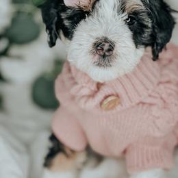 Pinalen - Tri-color female Bernedoodle puppy in Otisville, Michigan from Danie’s Darling Doodles LLC