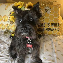 PERCI - Miniature Schnauzer