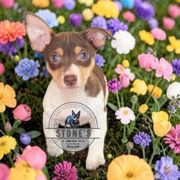 Prince Florian - White and chocolate male Teddy Roosevelt Terrier puppy in Little Elm, Texas from Stone's Teddy Roosevelt Terrier's