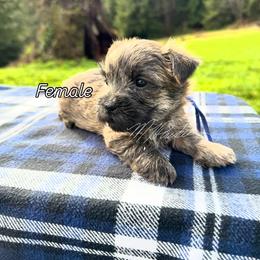 West Coast Blue Collar - Wheaten female Cairn Terrier puppy in Naselle, Washington from West Coast Cairn Terriers