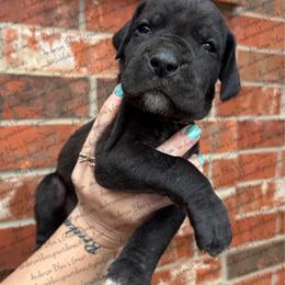 Nova - Black female Great Dane puppy in Granbury, Texas from Anderson Blau’s Great Danes