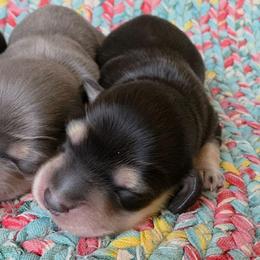 Reba black and cream girl - Black and cream female Dachshund puppy in Lexington, Oklahoma from Long Doggy Acres Miniature Dachshunds