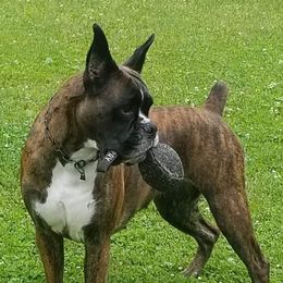 Elsa - Boxer