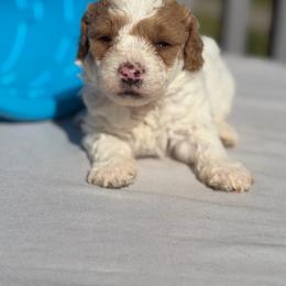 Pink princess of Evie - Parti female Yorkipoo puppy in Rush, New York from Care Bear Puppies