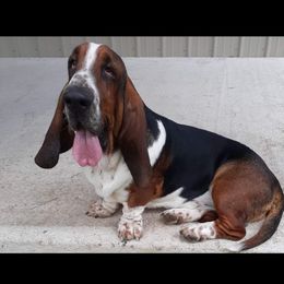 Samson  - Basset Hound