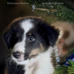 Joshua (tri color) - Black white and tan male Shetland Sheepdog puppy in Idaho from Bellissimo Shelties