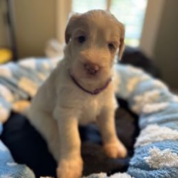 Purple girl - Fawn and white female Sheepadoodle puppy in Riverside, California from Downtown Doodles & Frenchies