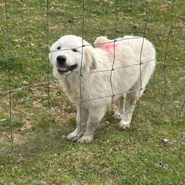 Male 1-PINK - White male Maremma Sheepdog puppy in New Auburn, Wisconsin from Cordell Corgis