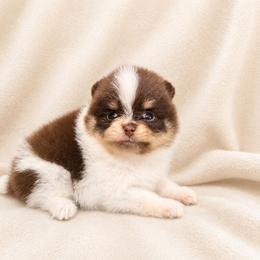 Rowan - Chocolate parti male Pomeranian puppy in Sandia, Texas from Broken Arrow Poms