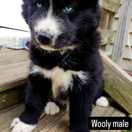 Siberian Husky Puppies from Moonlight Siberian Huskies