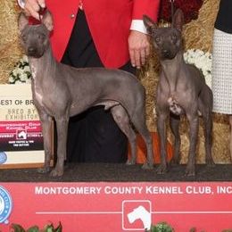 American Hairless Terrier and Chihuahua All Grown Up from CAS' American Hairless Terriers and Chihuahuas