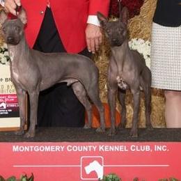 American Hairless Terrier and Chihuahua All Grown Up from CAS' American Hairless Terriers and Chihuahuas