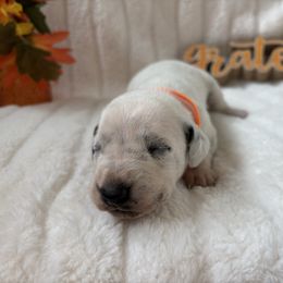 Marie Reed - White and liver brown female Dalmatian puppy in Chehalis, Washington from Dalmatian Vacation