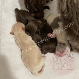 Shih Tzu Puppies from Shurbeez Shih Tzu