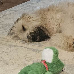 Bouvier des Flandres Puppies from Julie Smith