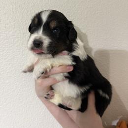 Quantum - Black tri-color male Australian Shepherd puppy in Weeki Wachee, Florida from Ace of Spades Australian Shepherds