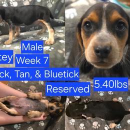 Petey Blue Male - Black tan and bluetick male Beagle puppy in Bemidji, Minnesota from Nse Farms Beagles