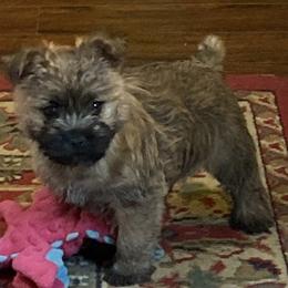 Cairn Terriers from Fae Hallow