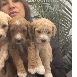 Goldendoodles from Island Doodle Co. - Goldendoodles Raised with Love