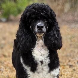 Posy - Poodle