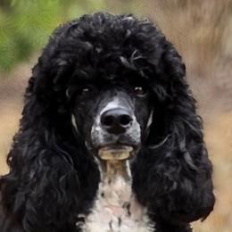 Posy - Poodle