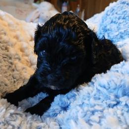 Kyle - Black male Havapoo puppy in Blanch, North Carolina from Faithful Hearts Kennel