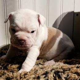 Girl 2 - Fawn and white female Olde English Bulldogge puppy in Evanston, Illinois from Blue Knob OEB's