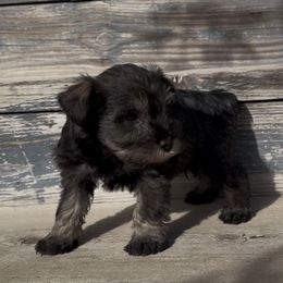 Hamilton - Salt and pepper male Miniature Schnauzer puppy in West Point, Nebraska from Canyon Rose Schnauzers