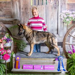 German Shepherds from TNT Pups