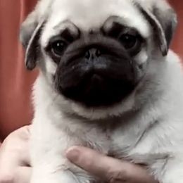 Pug Puppies from Pickwick Pugs